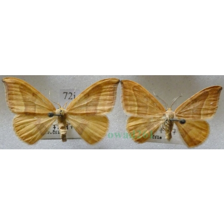 Watsonalla cultraria (Fabricius, 1775) pair Wycinka nożówka Czech72j